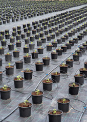 Greenhouse for Chrysanthemum flower seedling planting plots. Soil disinfection film. Flower Potted Plants Irrigation.