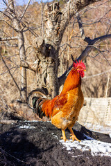 rooster in the yard © 俊 王