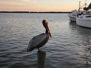 pelican on the pier