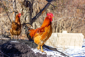 rooster in the farm © 俊 王