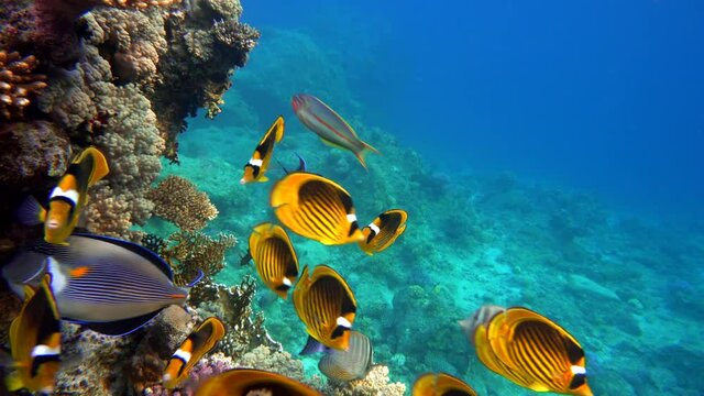 The amazing world of a coral reef. Beautiful coral flowers and tropical fish.