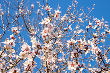 Almond flowers, Blossoming white pink flowers at springtime on blue sky background. Close-up of cherry and almond flowers on a tree branch. Apricot tree in bloom. 