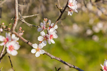 Almond flowers, Blossoming white pink flowers at springtime. Close-up of cherry and almond flowers on a tree branch. Apricot tree in bloom. 