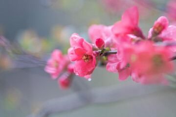 Springtime flowers japanese quince or chaenomeles japonica soft focus
