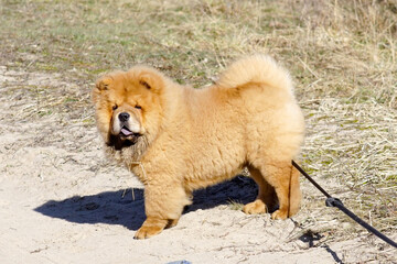 Czteromiesięczny Chow Chow © Aruru