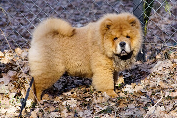 Czteromiesięczny Chow Chow © Aruru