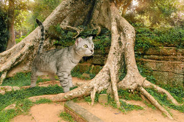 Naklejka na ściany i meble Scottish cat in the rainforest.