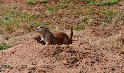 Prarie Dog