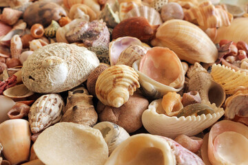 A collection of different Seashells
