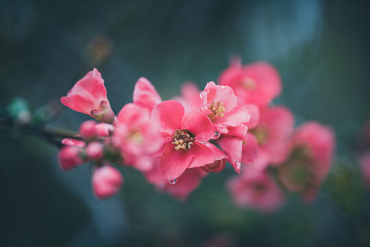 Springtime flowers japanese quince or chaenomeles japonica soft focus
