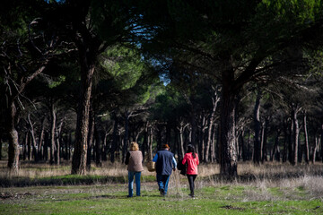 Fototapeta premium Tres personas caminando por un bosque de pinos. Un anciano con sombrero lleva una cesta de mimbre para recolectar setas. Recolección de setas en otoño en el pinar.