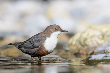 Beautiful portrait of European Dipper in the mountain river (Cinclus cinclus)