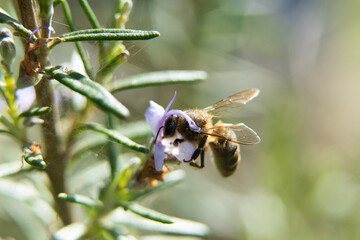 Bee in flower