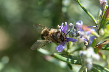 Bee in flower