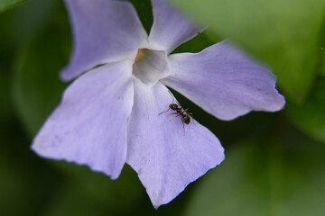 And in flower