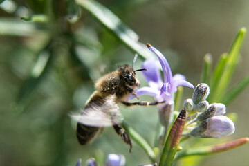 Bee flying in flower