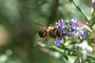 Bee in flower