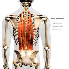 Labeled Erector Spinae Muscles in Isolation Rear View of Upper Back Human Anatomy - obrazy, fototapety, plakaty