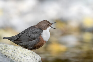 Dipper female call male in breeding season (Cinclus cinclus)