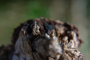 Fly standing in wood