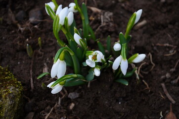Snowdrop spring flowers. Delicate snow drop flower one of spring symbols. Fresh green white snowdrop growing in garden.