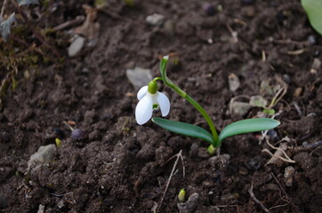 Snowdrop spring flowers. Delicate snow drop flower one of spring symbols. Fresh green white snowdrop growing in garden.