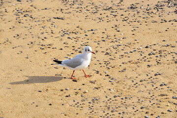 charseWet sand, pebbles and a lonely gull on thin legs