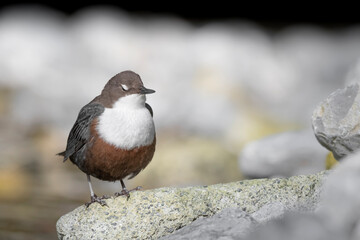 Fine art portrait of White throated Dipper perched on riverbank (Cinclus cinclus)