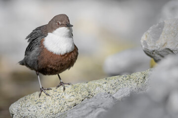 Face to face with the European Dipper (Cinclus cinclus)