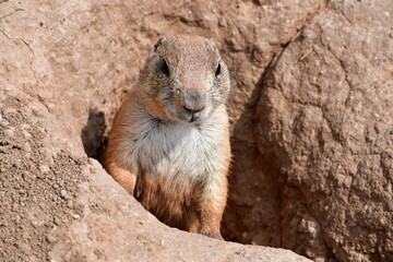 Prarie Dog Peeking