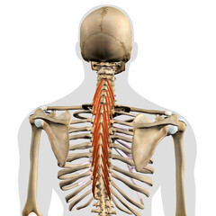 Semispinalis Thoracis Erector Muscles in Isolation Rear View of Upper Back Human Anatomy - 418552131