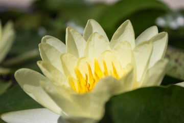 Beautiful water lily in the pond