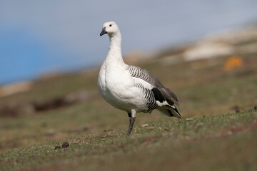 The Upland goose or Magellan goose (Chloephaga picta)