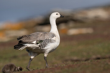 The Upland goose or Magellan goose (Chloephaga picta)