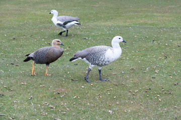 The Upland goose or Magellan goose (Chloephaga picta)