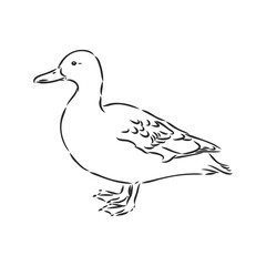 duck sketch vector illustration,isolated on white background,animals top view