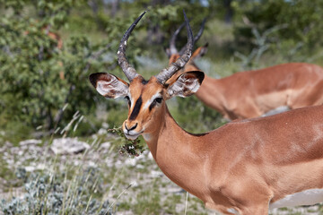 Herd of black-faced impala's in Etosha