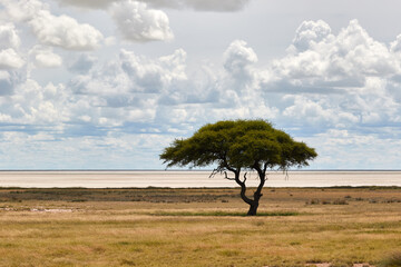 Landscape of Etosha National Park