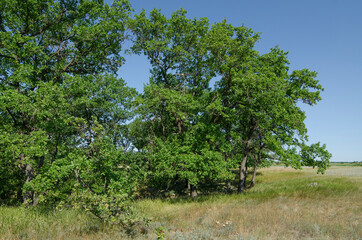 Oak Grove