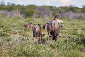 Mother and calf wildebeest next to each other in Etosha
