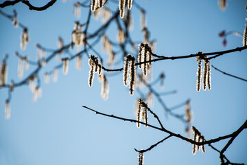 Blue sky nature background. Beautiful spring tree branches in blue sky background.