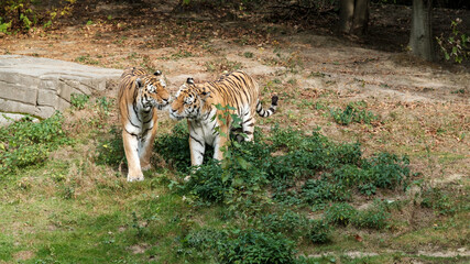 zwei Tiger  