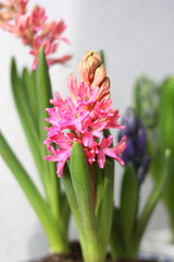 Pink hyacinth close up. Selective focus. Concept for the first spring flowers. Free space. Vertical photo.