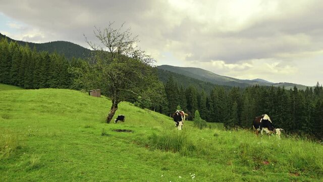 Cows with a bell on his neck on a mountain pasture. Mountain landscape with a meadow, coniferous forest and a cows.