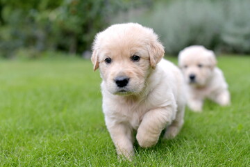 Golden retriever puppy playing in garden during summer
