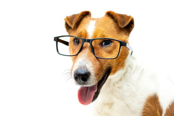 Pretty clever fox terrier dog stylish reading glasses with black frames. White background