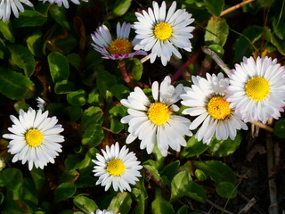 margherite nel prato