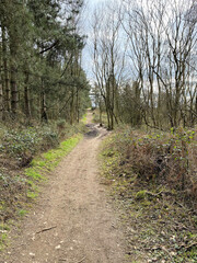 A view of the Woods at Haughmond Hill