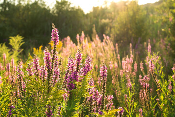 Obraz premium Purple flowers on wild meadow blooming. Beautiful purple salvia. Summer landscape with purple flowers at sunset