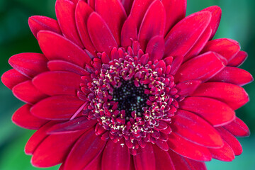 Red gerbera macro photography with details